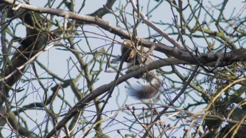 Gray squirrel up high on tree branch nibbling it's arm, then walks off. Day time sunny UK North Lond