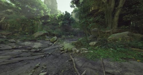 Exploring a Serene Forest Landscape Surrounded By Lush Greenery and Rocks
