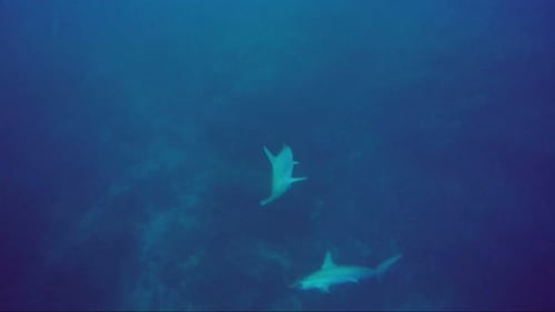 Hammerhead Sharks Swimming Gracefully in Deep Blue Ocean