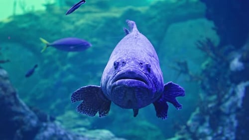 Marine Animals a Large Exotic Fish Swims in Blue Clear Water in an Aquarium in a Zoo Closeup