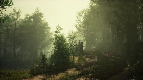 A Misty Forest Landscape with Dense Trees
