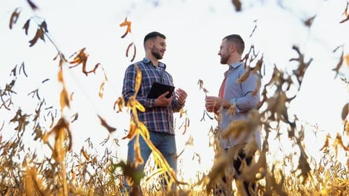 Two Farmers Standing in a Field Examining Soybean Crop Before Harvesting