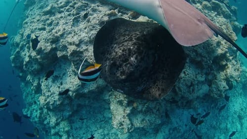 Stingray gleitet unter Wasser im tropischen Meer Unterwasseraufnahmen des lebendigen Meeres voller Meer voller Meer