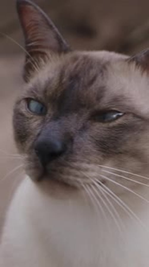 Vidéo verticale. Chat siamois aux yeux bleus aux yeux croisés allongé sur le plancher en bois
et levant les yeux avec Focused