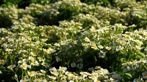 Strawberry Plants in Bloom on Sunny Day