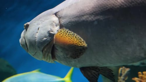 Unveiling the Secrets of the Red Sea: A Journey through its Underwater Ecology