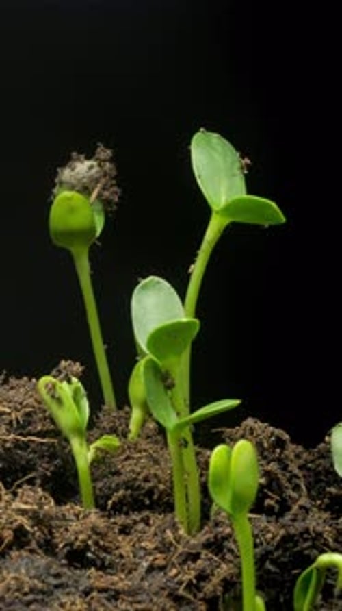 Growing seeds rising from soil vertical time lapse video.