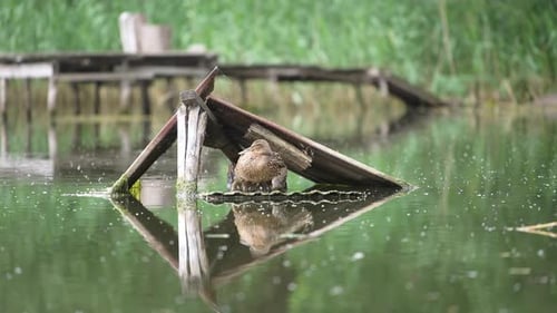 Wild duck sitting on the nest with little ducklings.