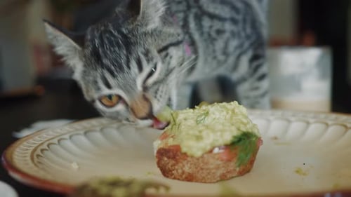 Lustige Straßenkatze, die Avocado-Toast auf dem Cafétisch stiehlt Neugierige graue Katze ist auf den Restauranttisch gesprungen