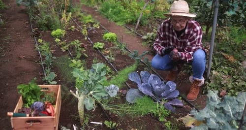 Senior woman harvests fresh passion fruit from the garden