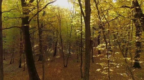 Flight Among the Trees of the Autumn Forest