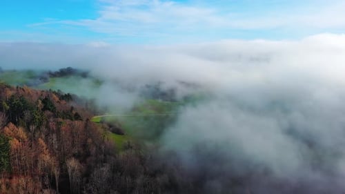 Dense Forest Shrouded in Mist Under Sunlight