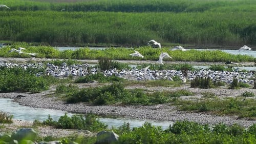 Flock of migratory birds resting over a water stream