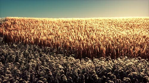 Agricultural Wheat Field Under Sunset