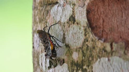 Exotic Insect Clings to Tree Trunk