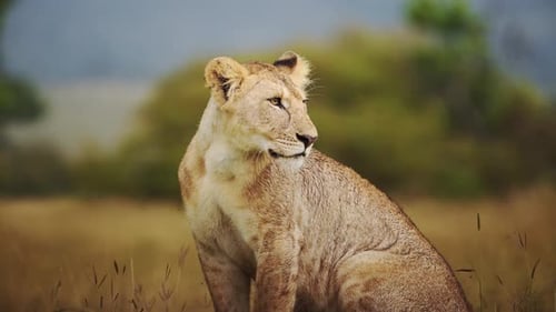 Slow Motion Shot of Beautiful portrait of lioness, female lion, observing her surroundings, Kenya, A