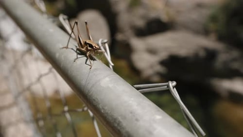 A Close-Up Of A Cricket Perched On A Metal Railing. The Background Is Blurred, Highlighting The