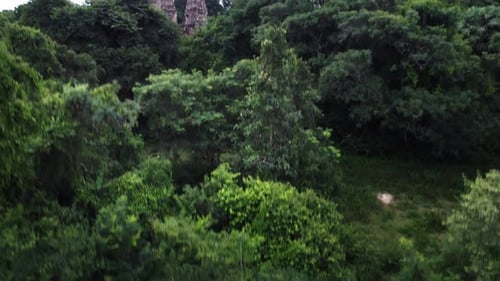 Luftaufnahme vom Stadtrand von Angkor Wat, Drohne auf der Suche nach oben, um Ruinen hinter Bäumen zu enthüllen.