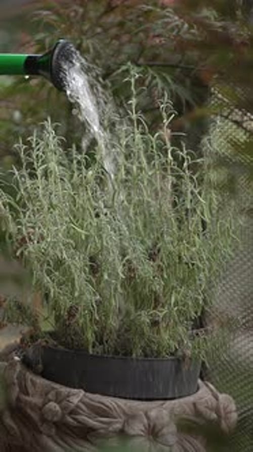 A Thriving Fresh Thyme Plant Placed in a Decorative Garden Pot Ready for your Use