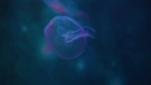 Group of jellyfish with neon floating in an illuminated aquarium