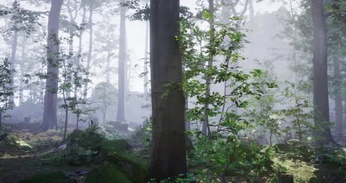 Forest Landscape with Misty Atmosphere and Lush Greenery in Morning Light