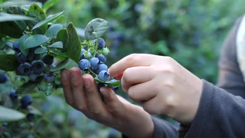 Les bleuets sont mûrs. Des grappes de bleuets mûrs pendent dans la serre. Une myrtille abondante