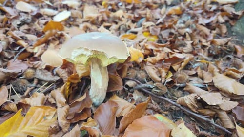 Boletus edulis mushroom among dry beech leaves on forest floor in autumn woodland setting