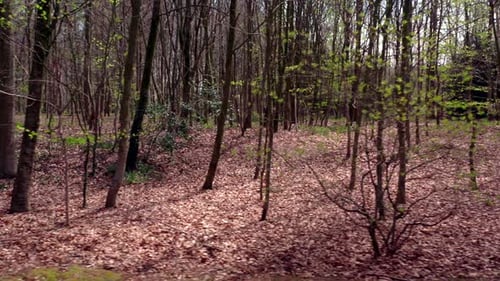 Wild forest at the end of winter, dead leaves on the ground. Beautiful cinematic atmosphere.
