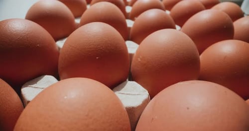 Frische Hühnereier aus biologischer Hühnerhaltung