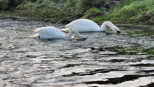 Mute Swans