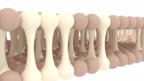 3D Science Animation of a Phospholipid Bilayer Cell Membrane