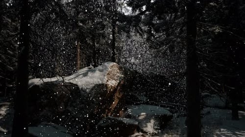 Winter Forest in the Snow