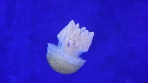 Beautiful Tropical Jellyfish in an Aquarium or Ocean Near