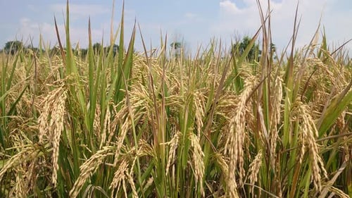 goldfarbene Reispflanzen, die bereit sind, für ihre landwirtschaftlichen Produkte geerntet zu werden