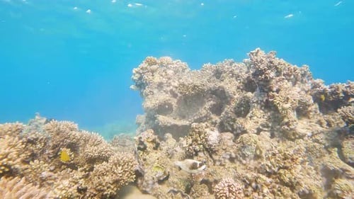 Close up underwater view of a fish swimming around a beautiful coral reef in the clear blue ocean.