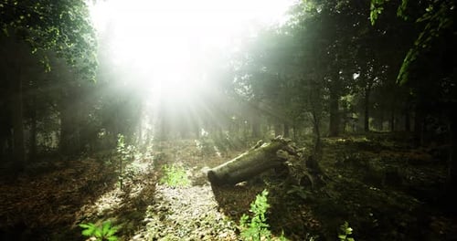 Sunlight Filters Through a Serene Forest Showcasing Natures Beauty