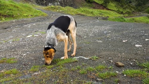 Dog Sniffs Ground in Rural Natural Setting