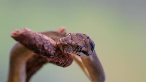 Slow motion of a snake’s head moving gracefully along a branch, highlighting its features