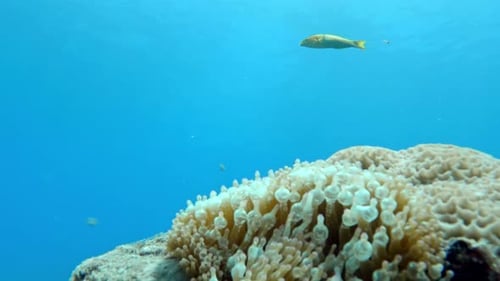 Clownfish In Sea Anemone In The Coral Reef. underwater shot