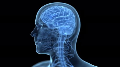 Die Anatomie des glühenden menschlichen Gehirns rotiert in einer digitalen medizinischen Simulation