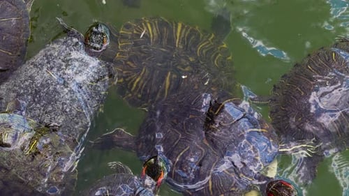 Tortugas animales en el agua del lago 9