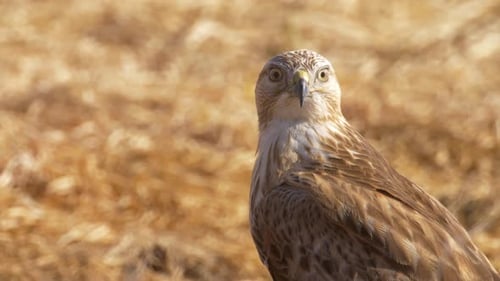 Long legged buzzard, Adult on field, close up, Judea Plains, Israel