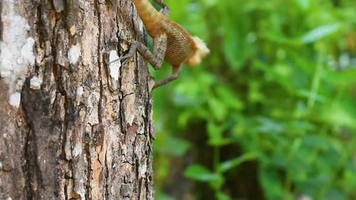 Lagarto de jardín oriental macho en un árbol en el país tropical Sri Lanka