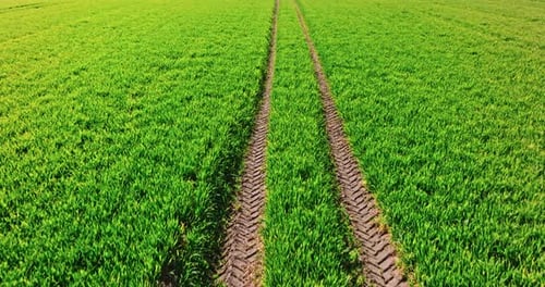 Green wheat fields separated by tractor tracks in spring.