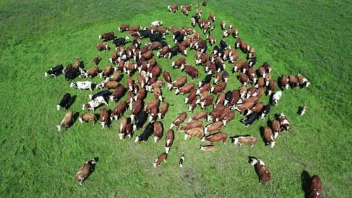 Aerial View Countryside Dairy Farm Herd of Brown Cow Grazing in a Green Field View From a Height