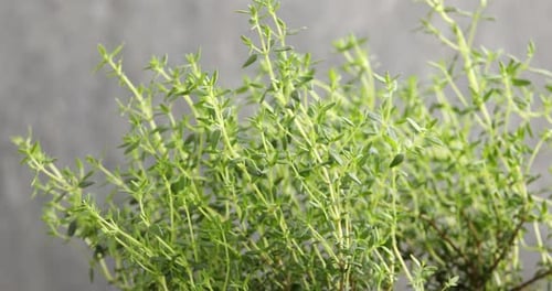 Fresh thyme on light background, spinning. Aromatic herb