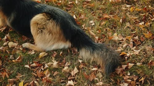German Shepherd Dog Playing with a Toy in the Autumn Park Back View Purebred Dog Pet Walking in
