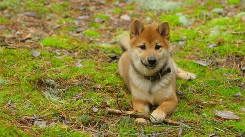 Shiba Inu Puppy Resting in a Forest
