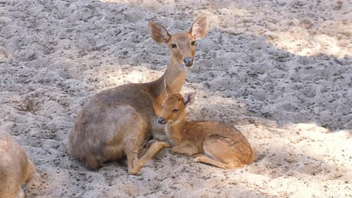 Resting Deer with Fawn Lying Down