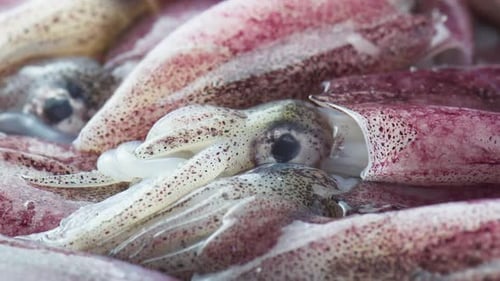 Close Up of Fresh Squid Seafood